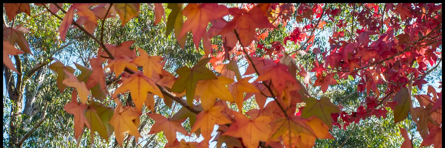 Autumn foliage in the New South Wales highlands