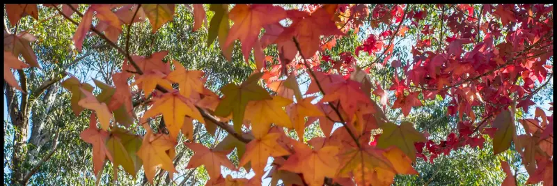 Autumn foliage in the New South Wales highlands