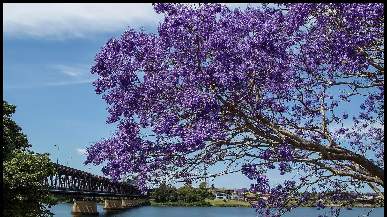 Jacaranda in purple bloom beside the Clarence River, with the Grafton Bridge in the background