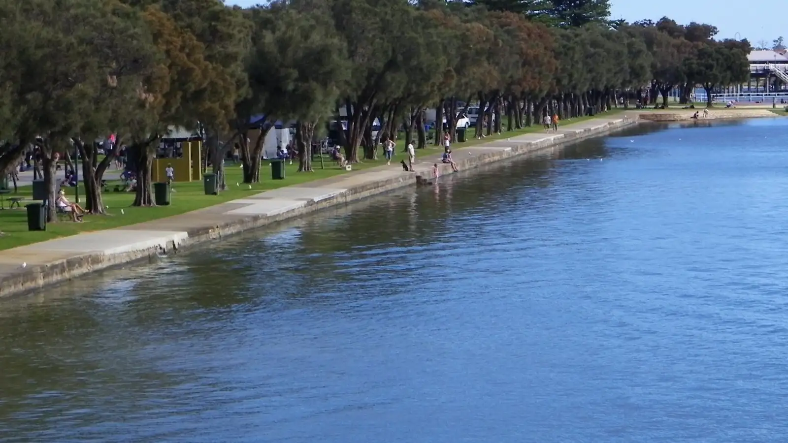 Mandurah foreshore with Norfolk pines along the water on a clear day
